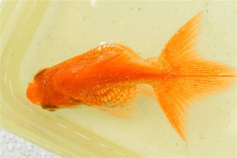 Sick Goldfish Diagnosis