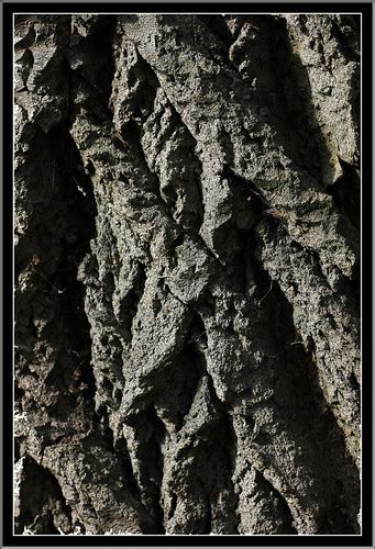 Black Poplar Bark 3 | This is one of 2 huge, wonderful trees… | Flickr