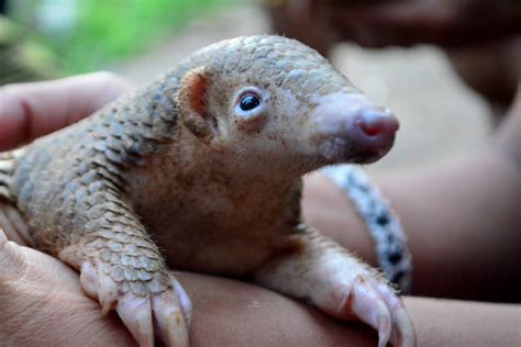 In bid to protect a Philippine pangolin stronghold, little talk of ...