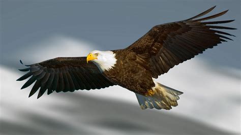 Eagle 4k Wallpapers - Wallpaper Cave