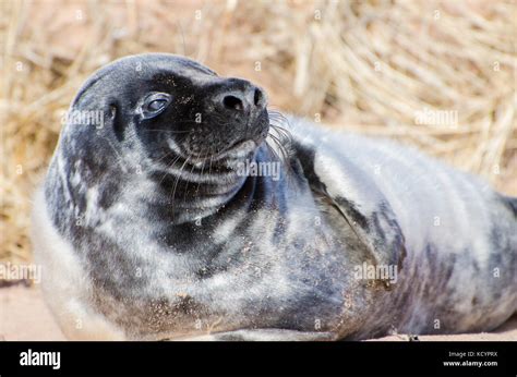 Grey seal, Halichoerus grypus, pup, Murray Harbour North, Prince Edward ...