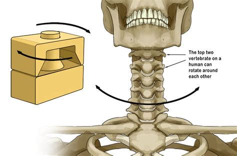 Pivot Joint - Mammoth Memory definition - remember meaning