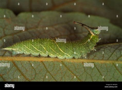 Purple Emperor Butterfly Caterpillar Apatura iris Larvae feeding on ...