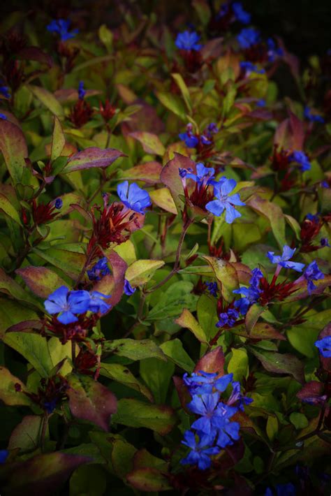 Photo #56482 | Ceratostigma plumbaginoides | plant lust