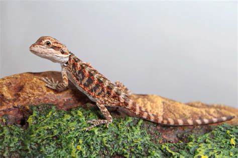 Baby Bearded Dragon Care: The Ultimate Guide (With FAQs)