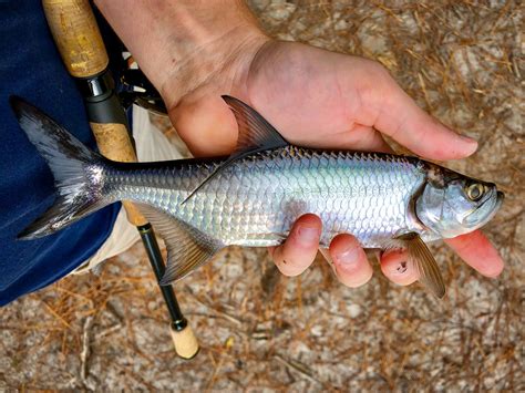 What are Young Tarpon Doing in South Carolina? — SOUTH CAROLINA COASTAL ...