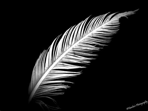 Withered Feather - White Feather Black Background (#2030435) - HD ...