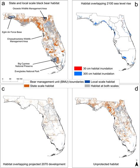 Florida black bear (Ursus americanus floridanus) habitat and impacts of ...