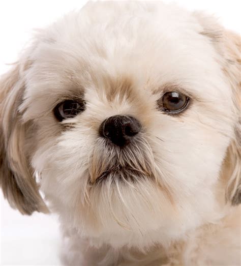 Shih Tzu | Central Texas Veterinary Specialty & Emergency Hospital