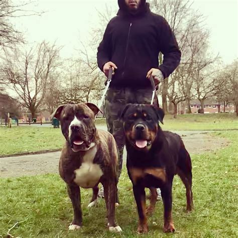 Italian Mastiff Cane Corso Rottweiler Mix - Bleumoonproductions