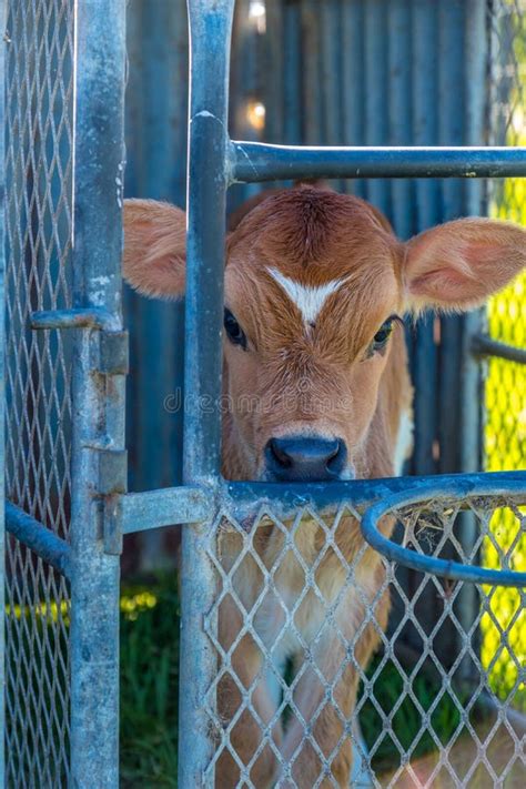 Milking cow on a farm stock photo. Image of cattle, milk - 152858478