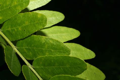 Honey Locust Tree Leaves