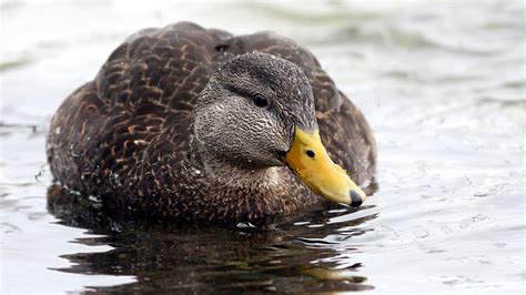 American Black Duck | Audubon Field Guide