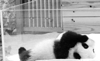 Panda Sleeping GIF - Find & Share on GIPHY