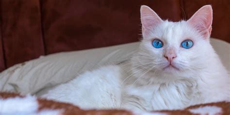 14 Beautiful White Cat Breeds With Pictures - Cats.com