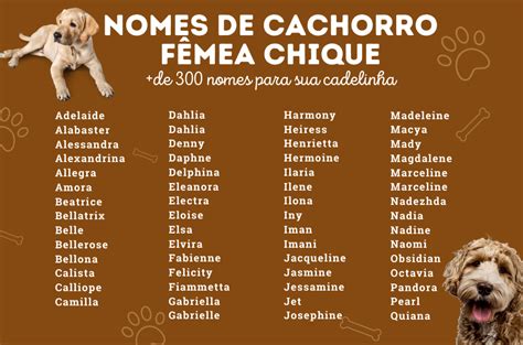 Nomes de cachorro fêmea chique: 300 ideias de nomes criativos