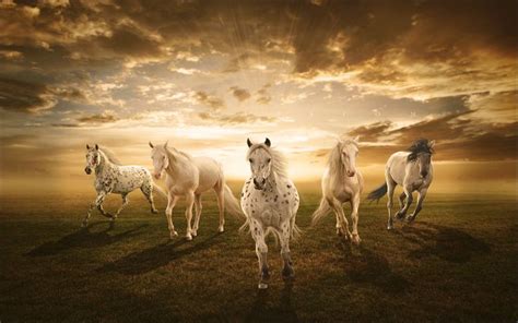 horse wallpaper hd | White Horses Desktop Background : Wallpapers13.com ...