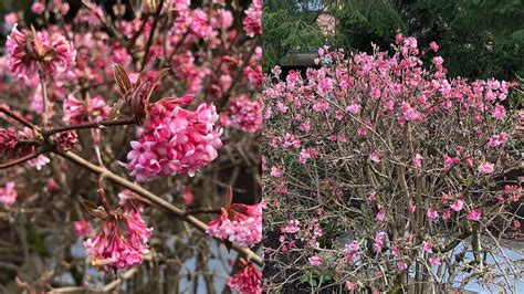 Dawn Bodnantense Viburnum | Plants Of The Allison