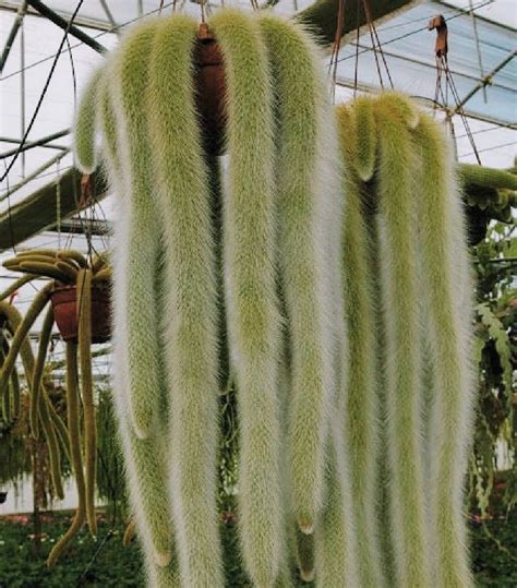 The Monkey Tail Cactus 'Cleistocactus Colademononis' | Succulent City ...