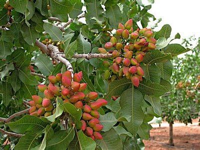 Pistachio Tree: Pictures, Images, Photos, Facts on Pistachio Trees