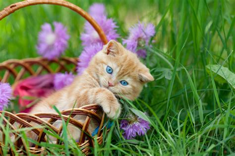 Cute Cats Wearing Flower Crowns | Best Flower Site