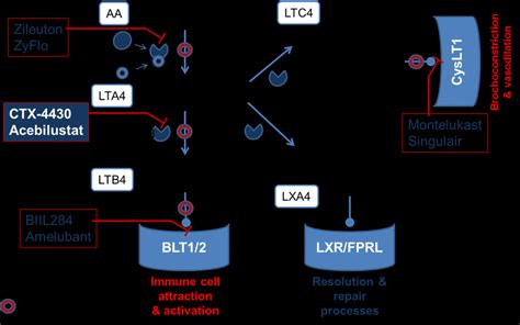 Figures Fig. 1 Leukotriene Pathway | Download Scientific Diagram