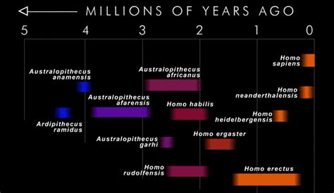 Exploratorium : Evidence : Hominid Timeline