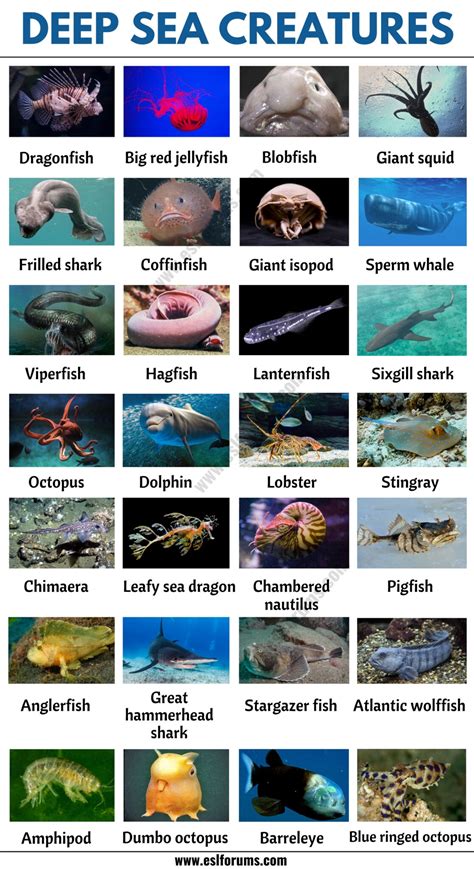 Deep Sea Creatures: List of 25+ Creatures that Live in Deep Ocean - ESL ...