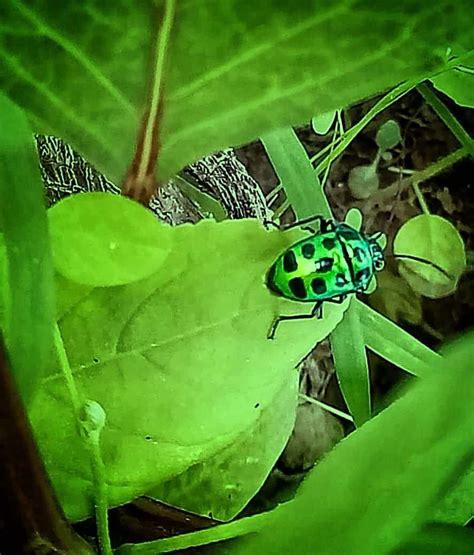 Green Ladybug - Learn About Nature