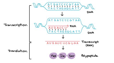 gene - Why is the start of my coding sequence ATG and not TAC ...