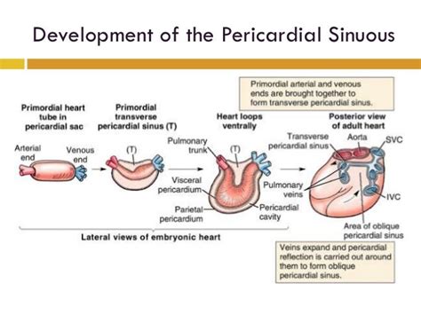 Pericardium Anatomy