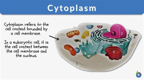 Cytoplasm In Plant Cell