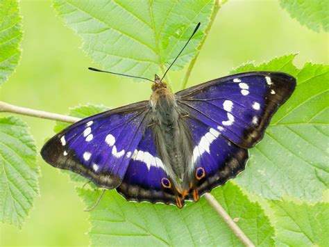 Purple Emperor | Butterfly Conservation