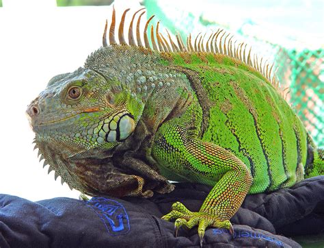 ? Iguana: karakteristike, stanište, ishrana i razmnožavanje