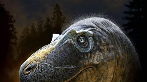 Tyrannosaurus mcraeensis: A Newly Discovered Tyrannosaur Species that ...