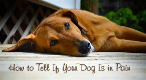 How to Tell If Your Dog Is in Pain - Chasing Dog Tales