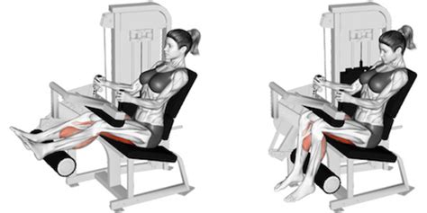 The Seated Hamstring Curl: A Complete Guide | Build Strong Hamstrings!