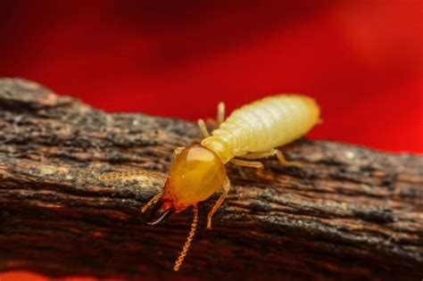 Termite Mud Tubes: What They Look Like and How to Get Rid of Them