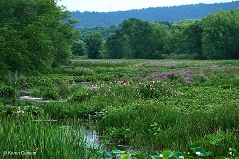 Friends of Wildwood Membership - Wildwood Lake