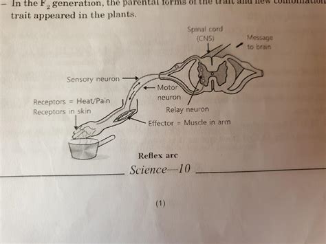 Reflex Arc Diagram Labeled