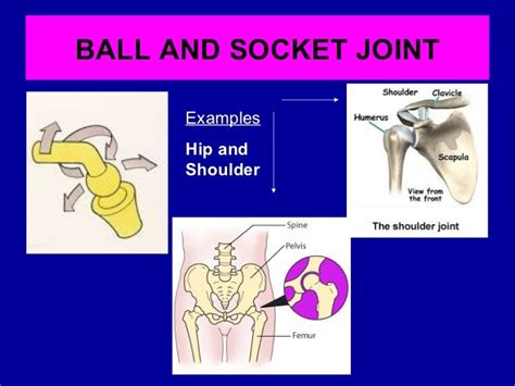 Joints and sporting actions