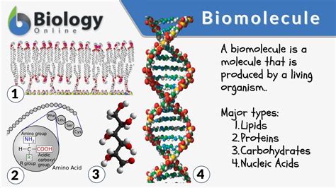 Biomolecule - Definition and Examples - Biology Online Dictionary