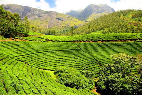 Lush Green Tea Gardens of Assam – The Hidden India