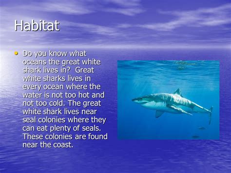 great white shark habitat