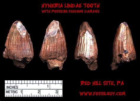 Fossilguy.com: Red Hill Fossil Hunting - Early Fish Fin Spine