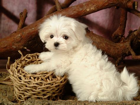 Maltese (Dog) - Puppies, Rescue, Pictures, Information, Temperament ...