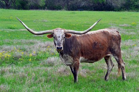 Texas Longhorn Cattle | Oklahoma State University