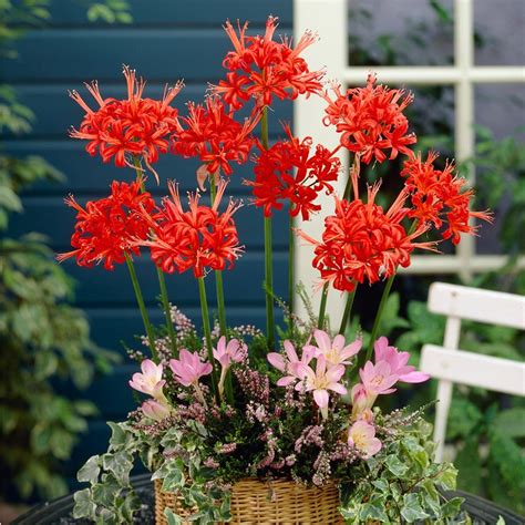 Red Nerine Lily Bulbs, Guernsey Lily Red, Nerine samiensis Red | High ...