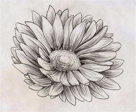 Top 13 Flowers Sketches - Beautiful Sketching Flowers