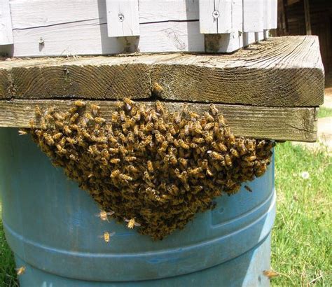 Swarm Prevention in Honey Bees - Carolina Honeybees | Bee swarm, Honey ...